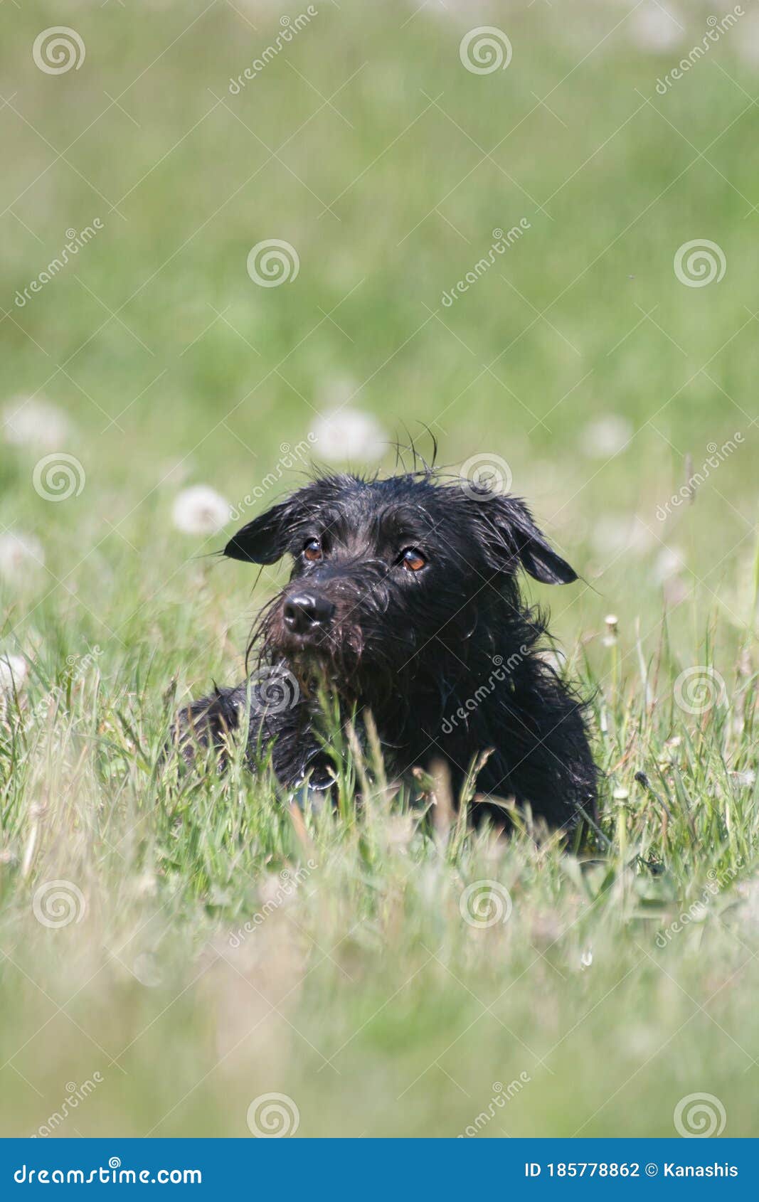 Tan染黑嘴杂种狗大型猛犬被混合的品种狗 库存照片. 图片 包括有 采用的, 女性, 控制, 币种, 巧克力 - 96946814