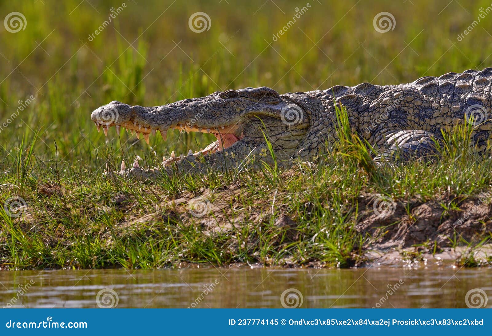 佛罗里达的尼罗鳄生物入侵 - 哔哩哔哩