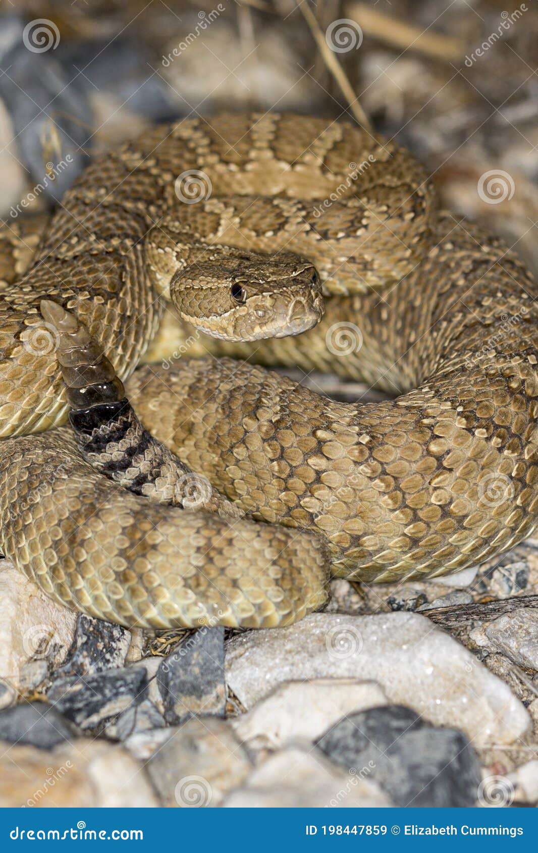 易变的地面蛇加州沙漠爬行动物 免版税图库摄影 - 图片: 31793127