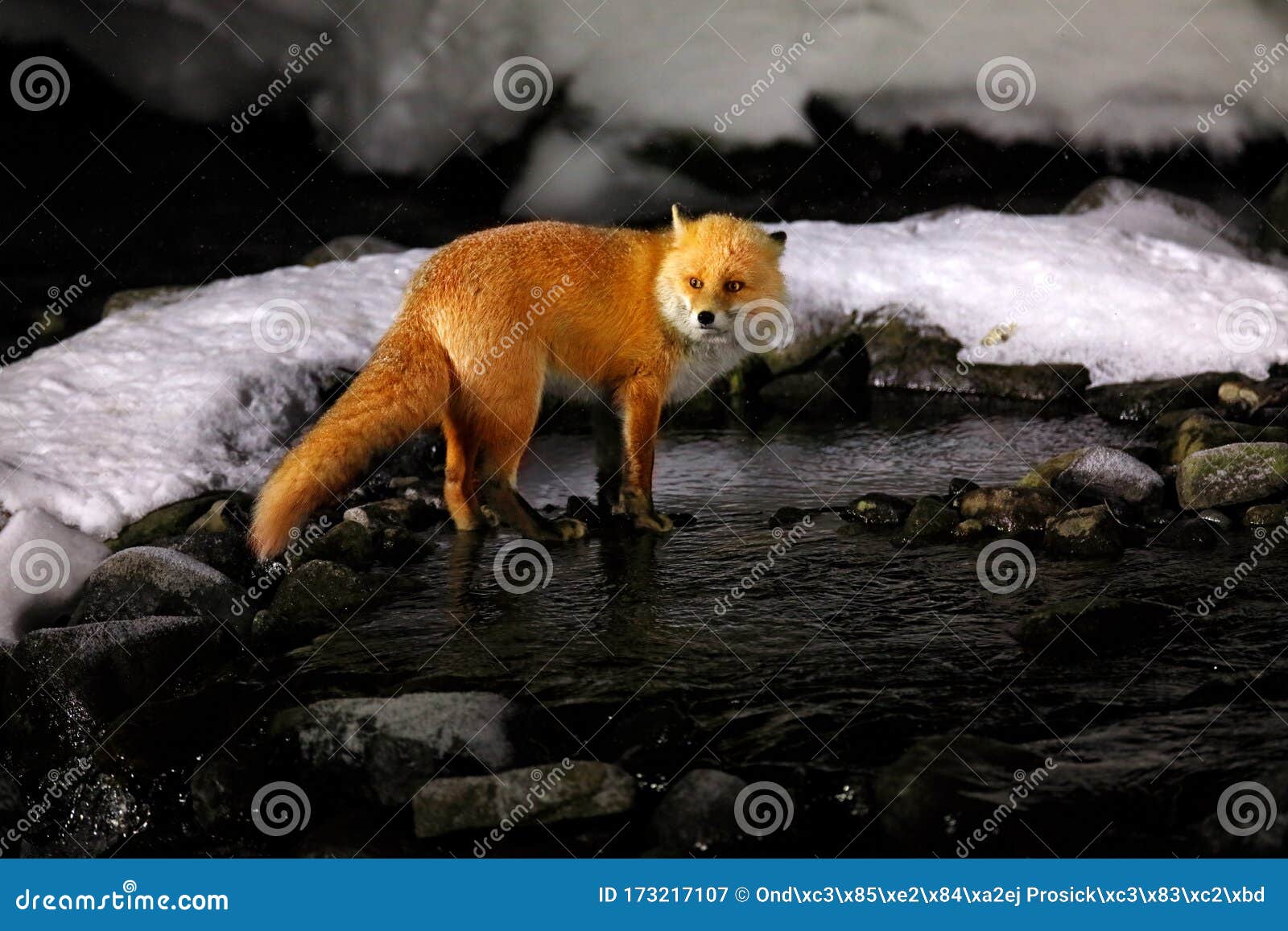 夜间野生动物,河水上的狐狸白雪中的红狐橙皮狐狸的寒冬雪中猎兽 夜间野生动物,河水上的狐狸白雪中的红狐橙皮狐狸的寒冬雪中猎兽