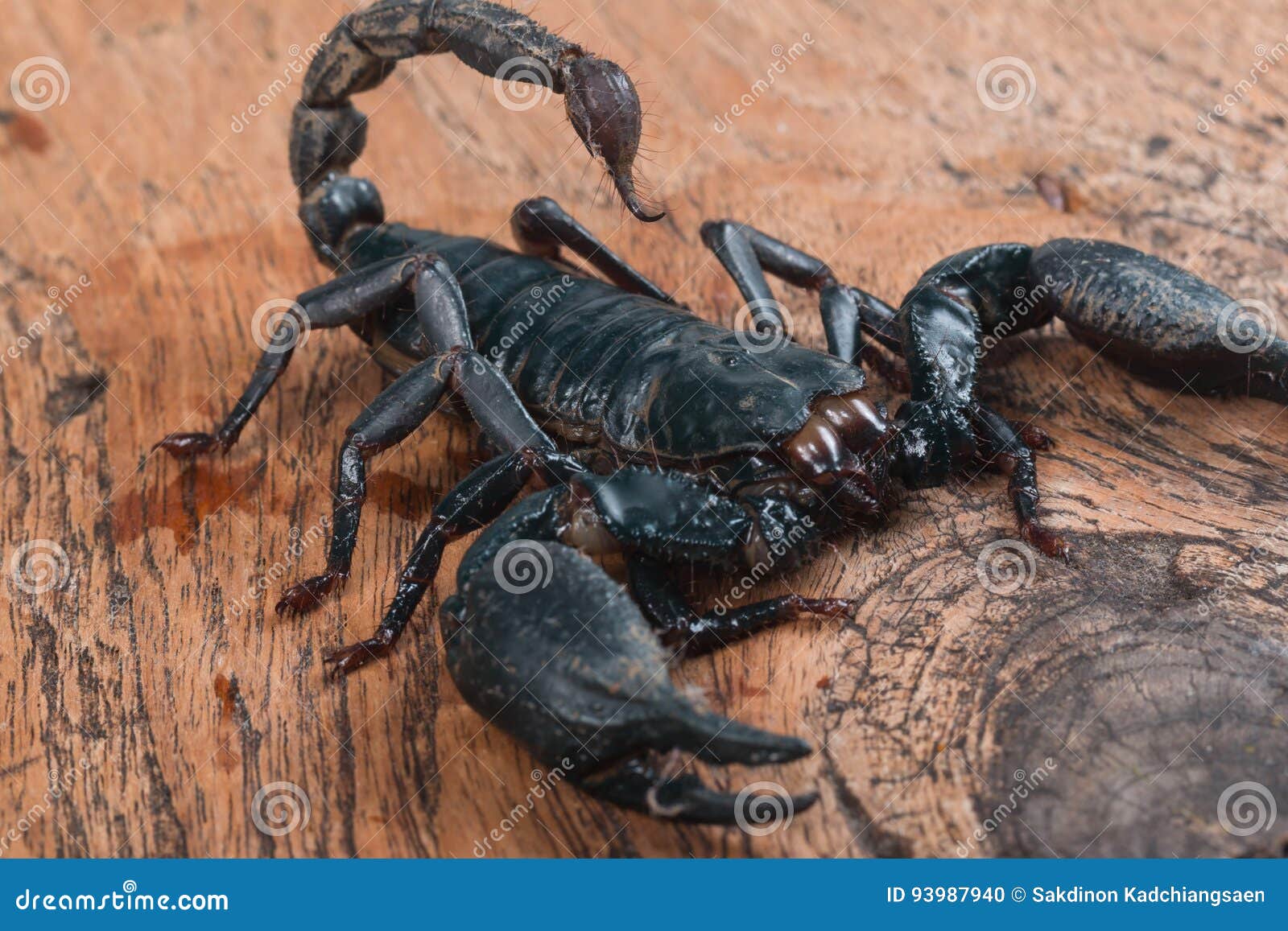亚洲雨林蝎无毒蝎子宠物活物帝王红爪超大宠物黑蝎子活体温顺包邮_虎窝淘