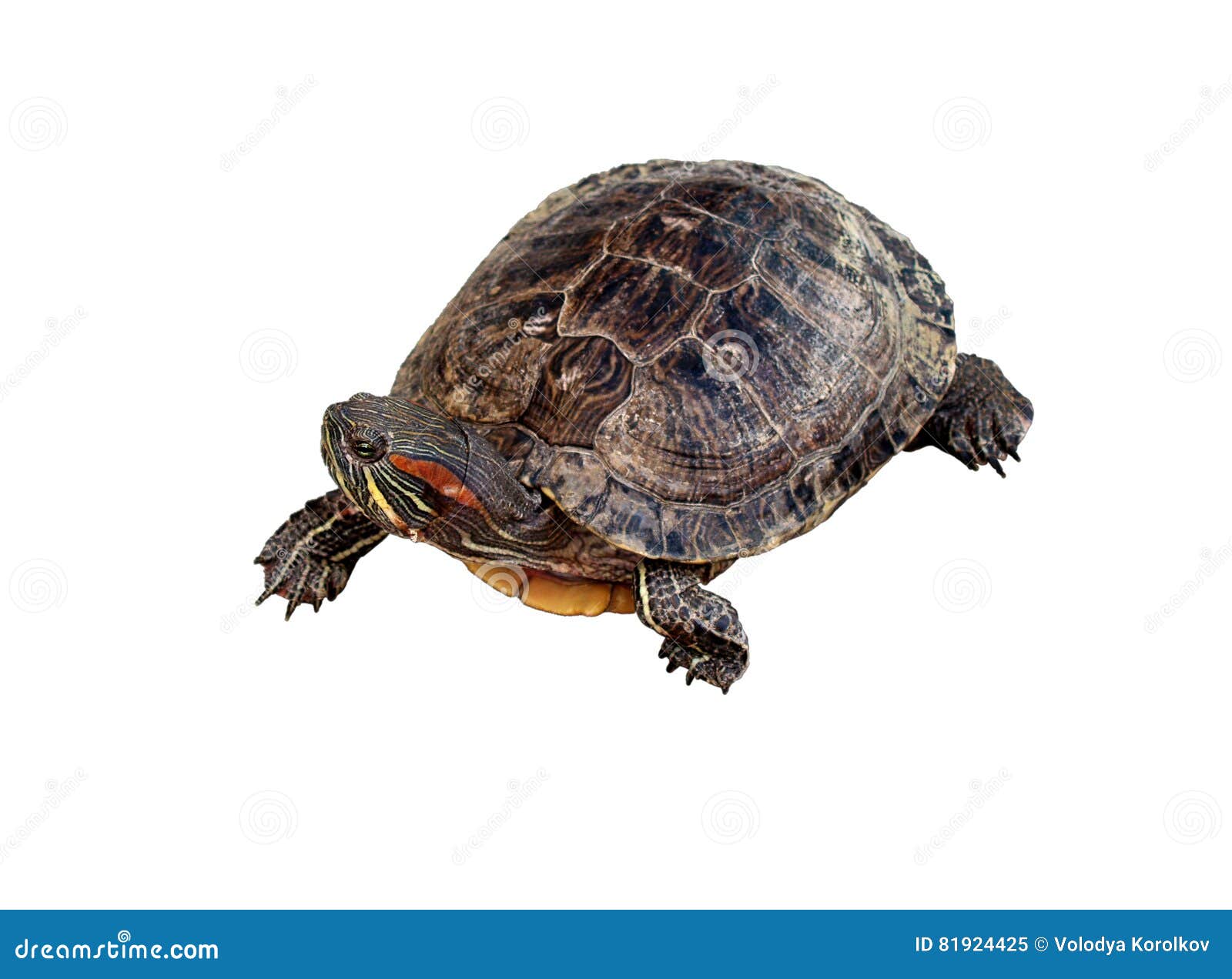 乌龟能活多久？巴西龟呢? - 知乎