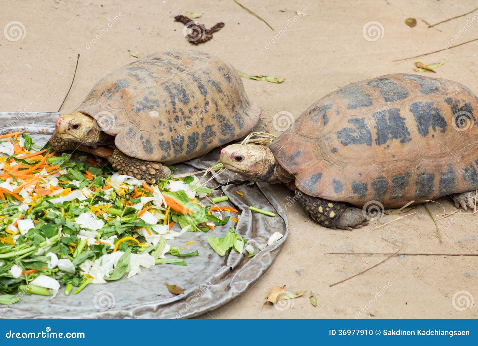 大塞舌尔群岛乌龟吃. 大塞舌尔群岛乌龟在动物园里吃