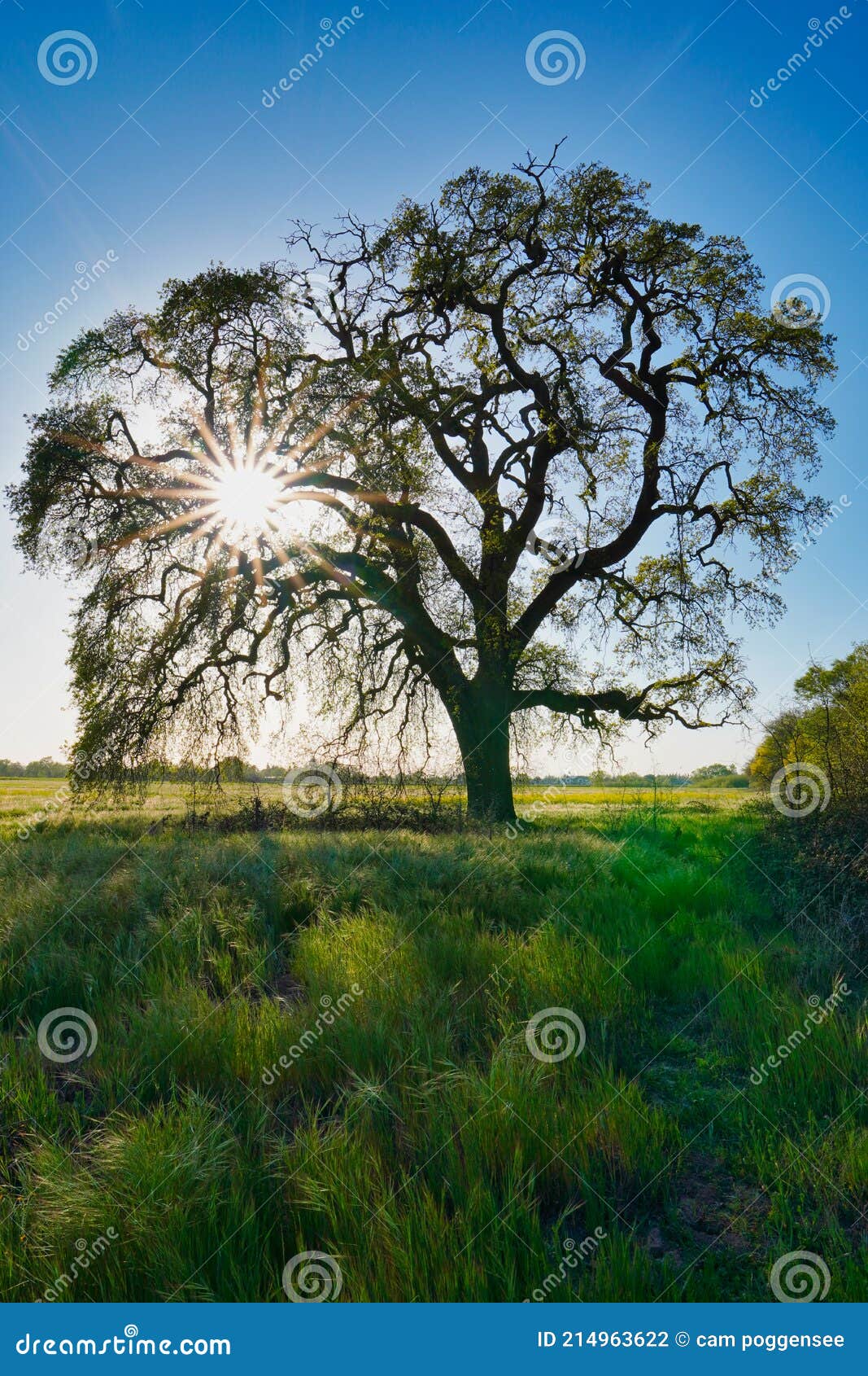 杂种小橡树树参天的分支 库存图片. 图片 包括有 白兰地酒, 生活, 公园, 橡木, 海岸, 绿色, 严重 - 30265575