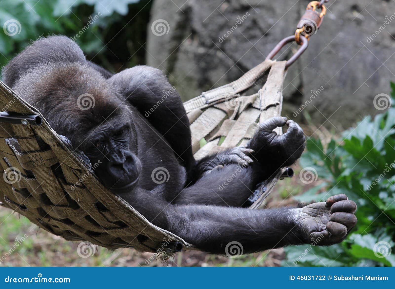 睡觉大猩猩大猩猩 库存照片. 图片 包括有 闭合, 控制, 破擦声, 降低, 题头, 敌意, 头发, 表面 - 43762352