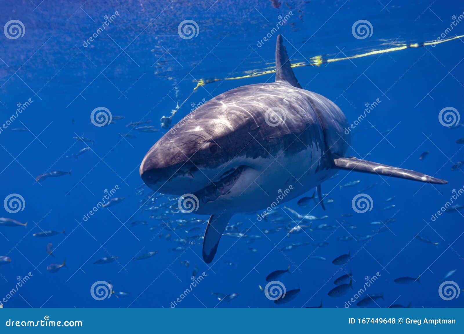 大白鲨精细模型设计,鲨鱼_CG插画_绘画艺术-摩尔网CGMOL