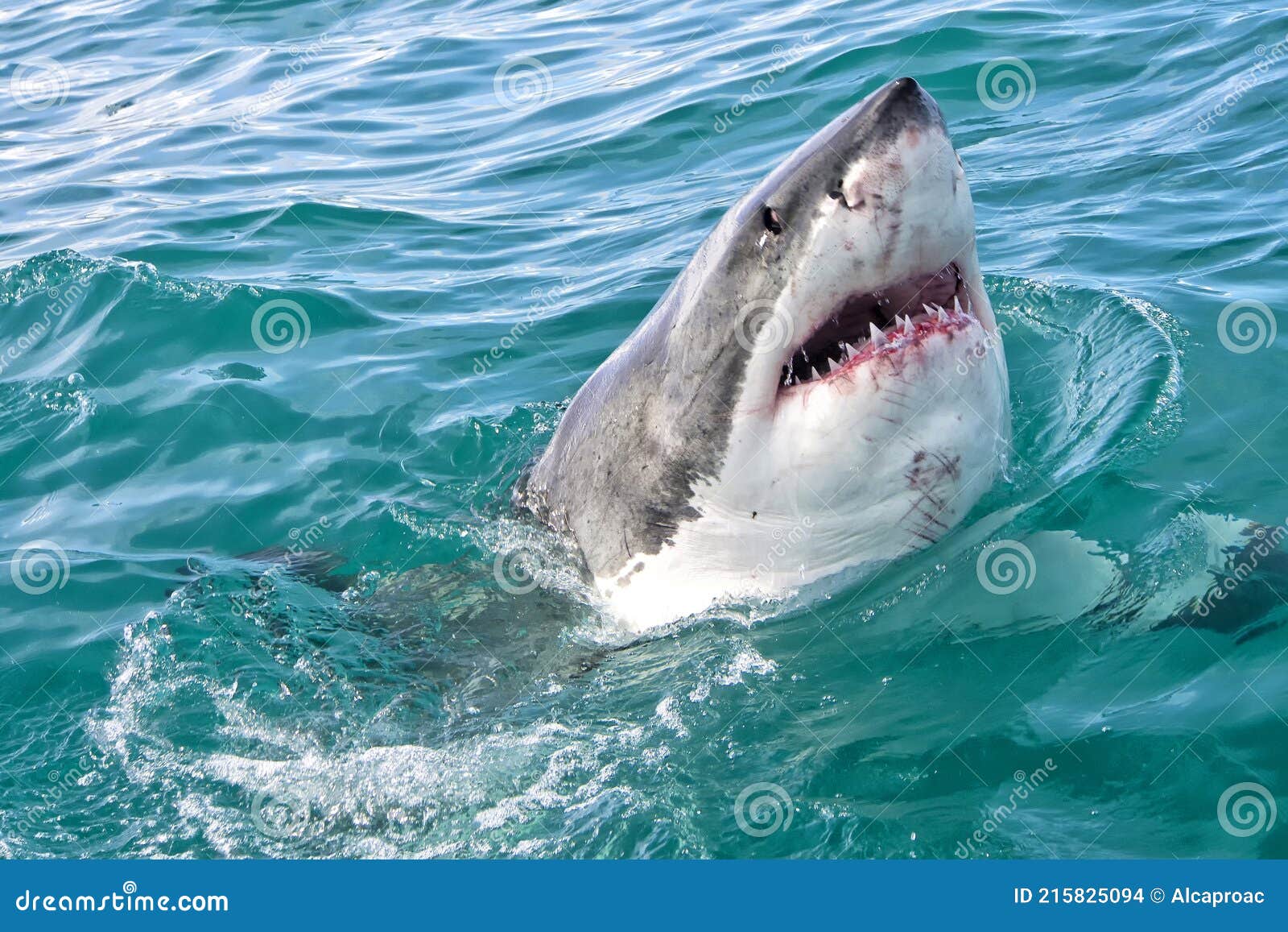 Great White Shark | Animal Wildlife