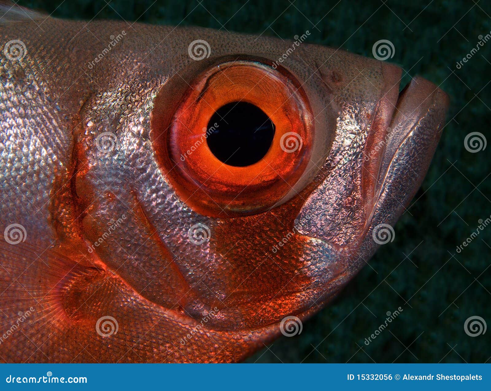 鱼眼镜头是怎么「鱼眼」的？ - 知乎