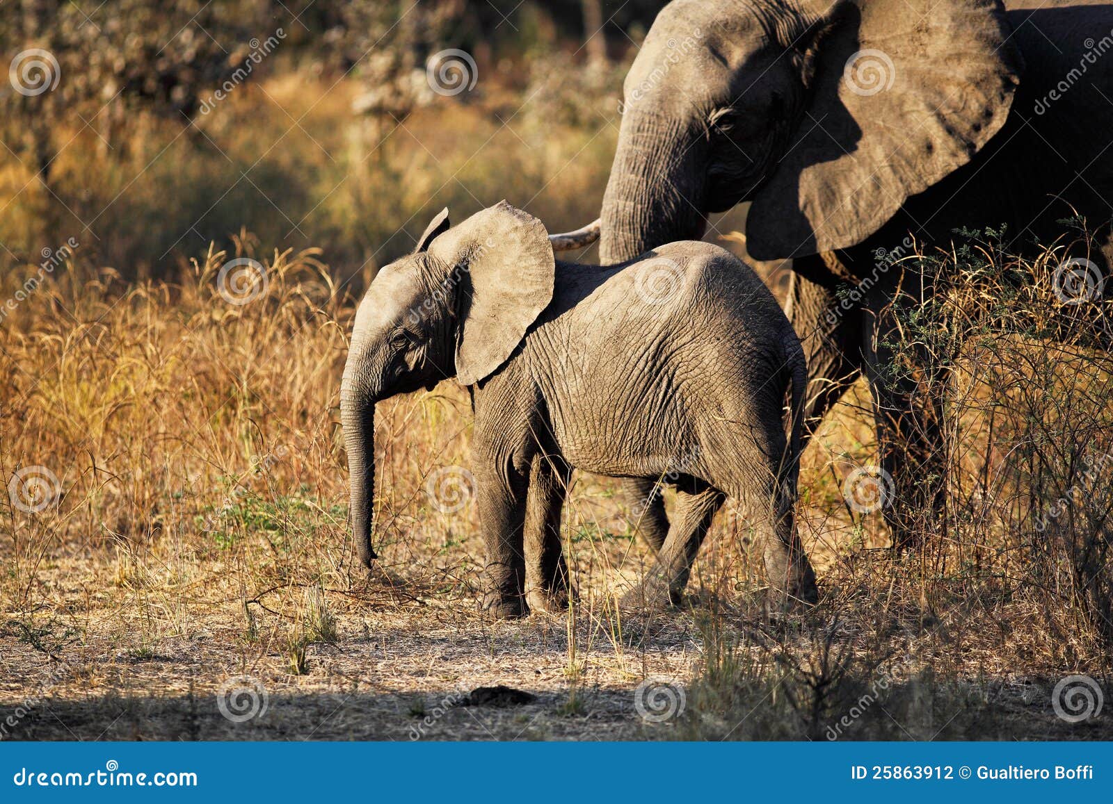 图片素材 : 冒险, 野生动物, 动物园, 哺乳动物, 国家公园, 动物群, 大草原, 苹果浏览器, 赞比亚, 印度大象, 非洲大象, 大象和 ...