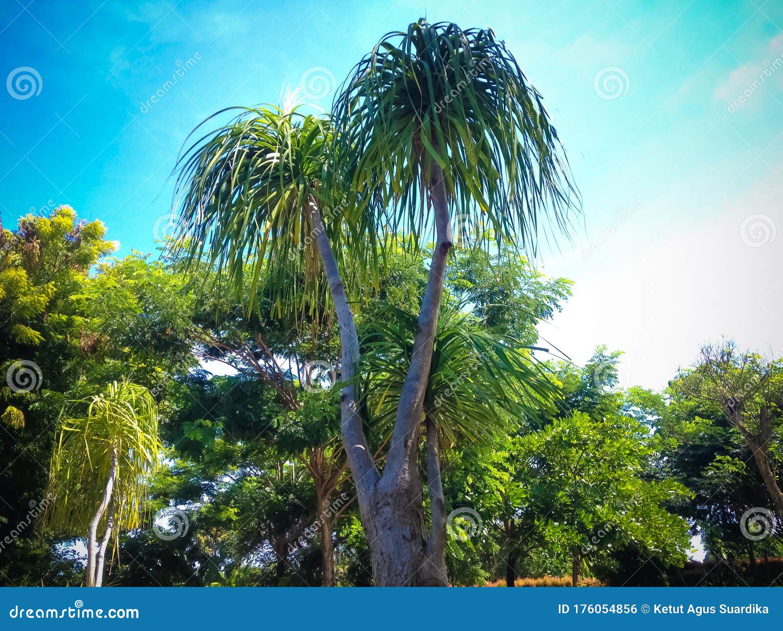 国家Ⅱ级重点保护野生珍稀植物：马尾树 - 知乎