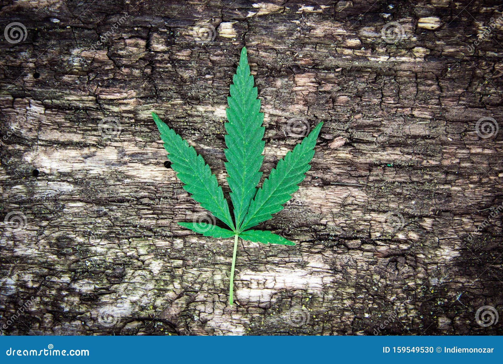 大麻叶,大麻在一棵自然老化的木头上 库存照片. 图片 包括有 药物, 同种疗法, 耕种, 环境, 农场 - 159549530