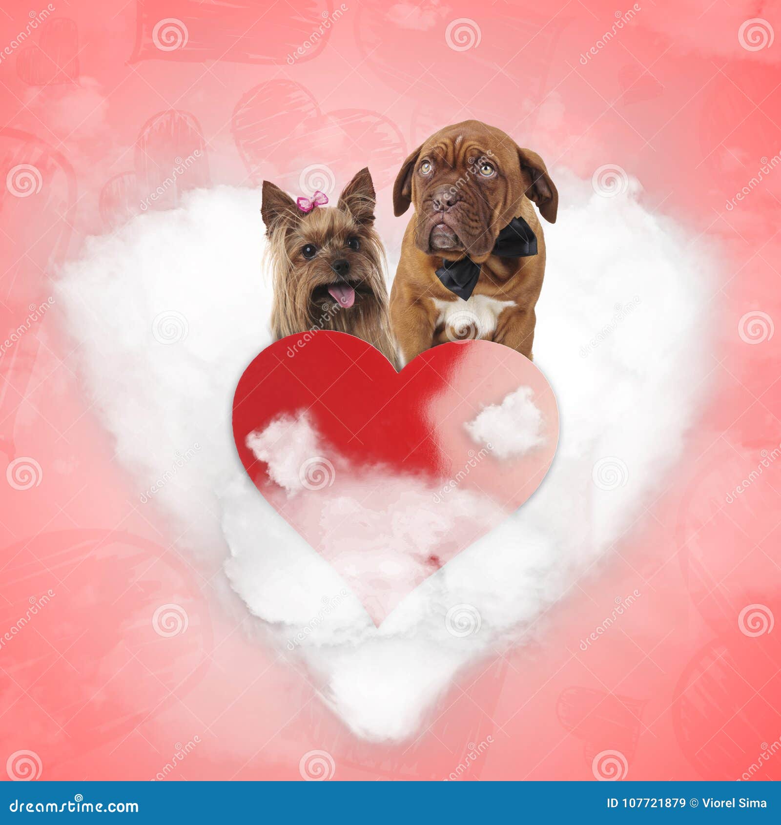 40,000+张最精彩的“爱狗”图片 · 100%免费下载 · Pexels素材图片