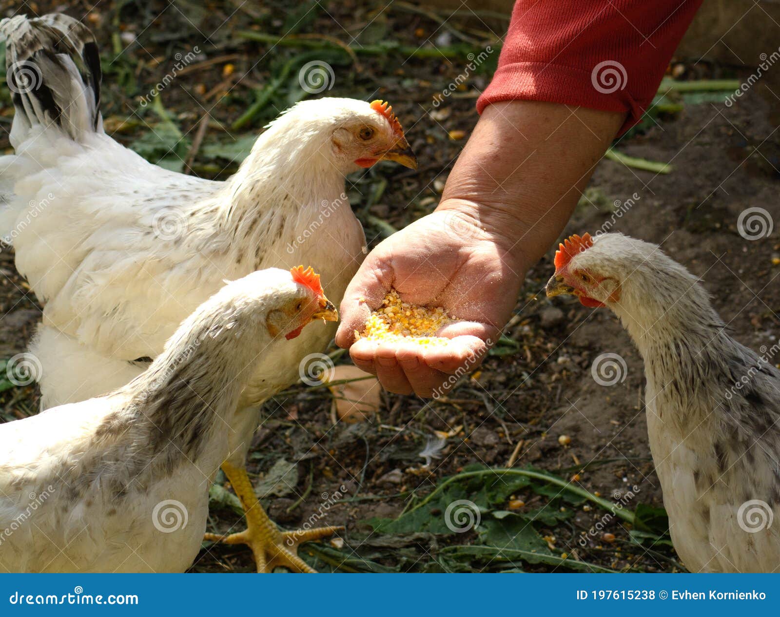 小伙给6只鸡穿尿不湿养在卫生间 ：过年朋友送的，吃不了先养着_新浪新闻