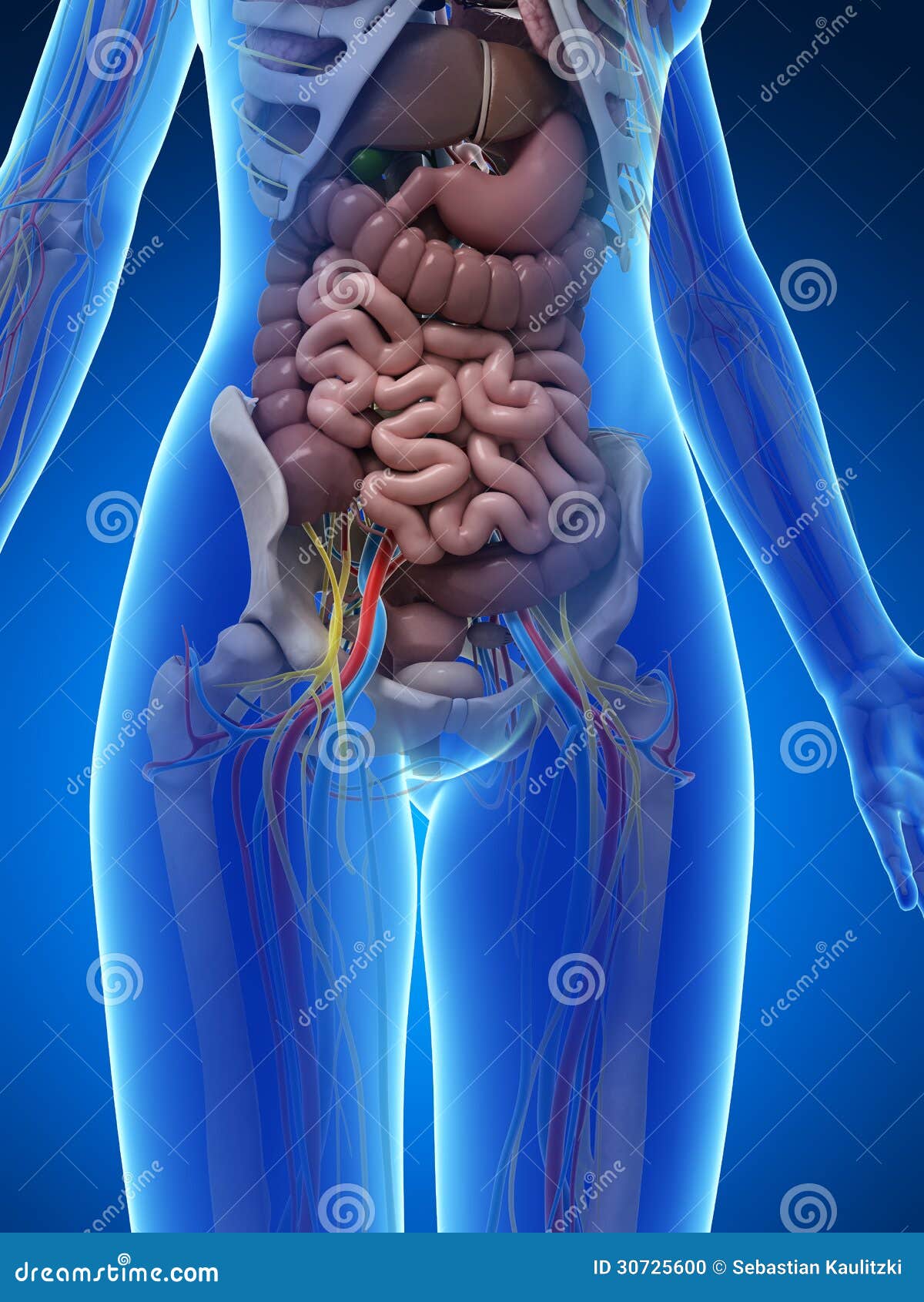 人体解剖学-肚腑 向量例证. 插画 包括有 信息, 医疗, 消化, 传记, 科学, 腹部, 心血管, 人力 - 43552493