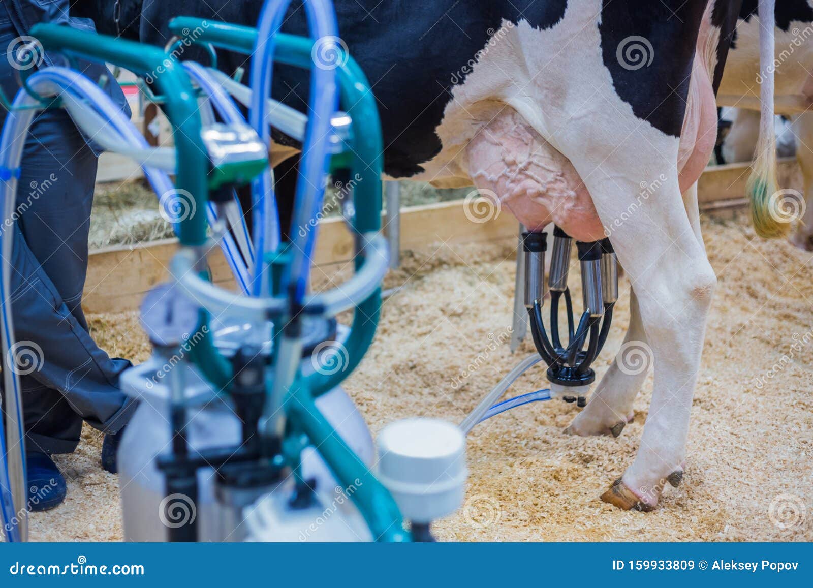 给奶牛挤奶摄影图片-给奶牛挤奶摄影作品-千库网