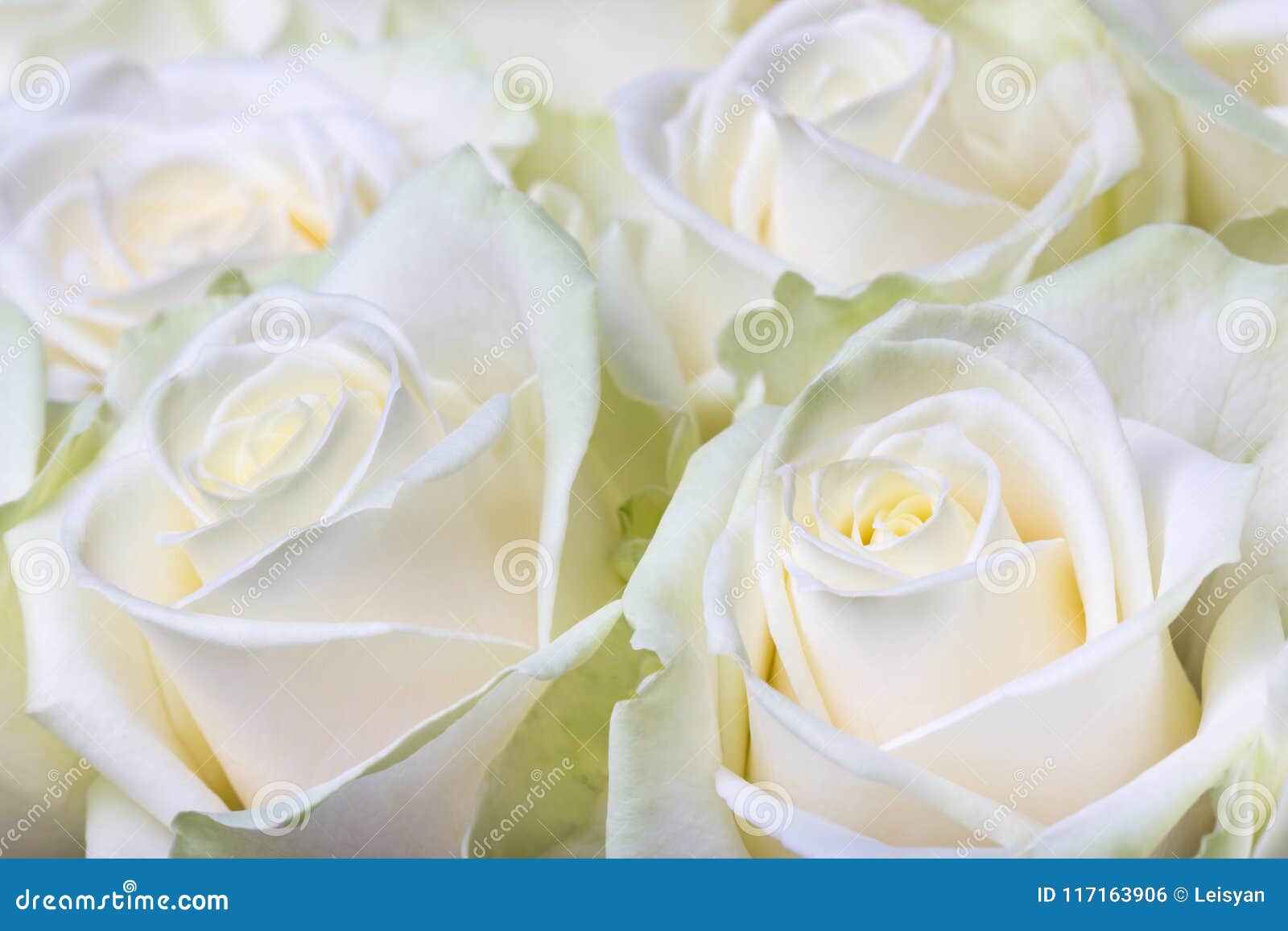 与奶油的美丽的婚礼花束和白玫瑰和花 库存图片. 图片 包括有 布赖恩, 卖花人, 接收, 合作伙伴, 女朋友 - 96623685