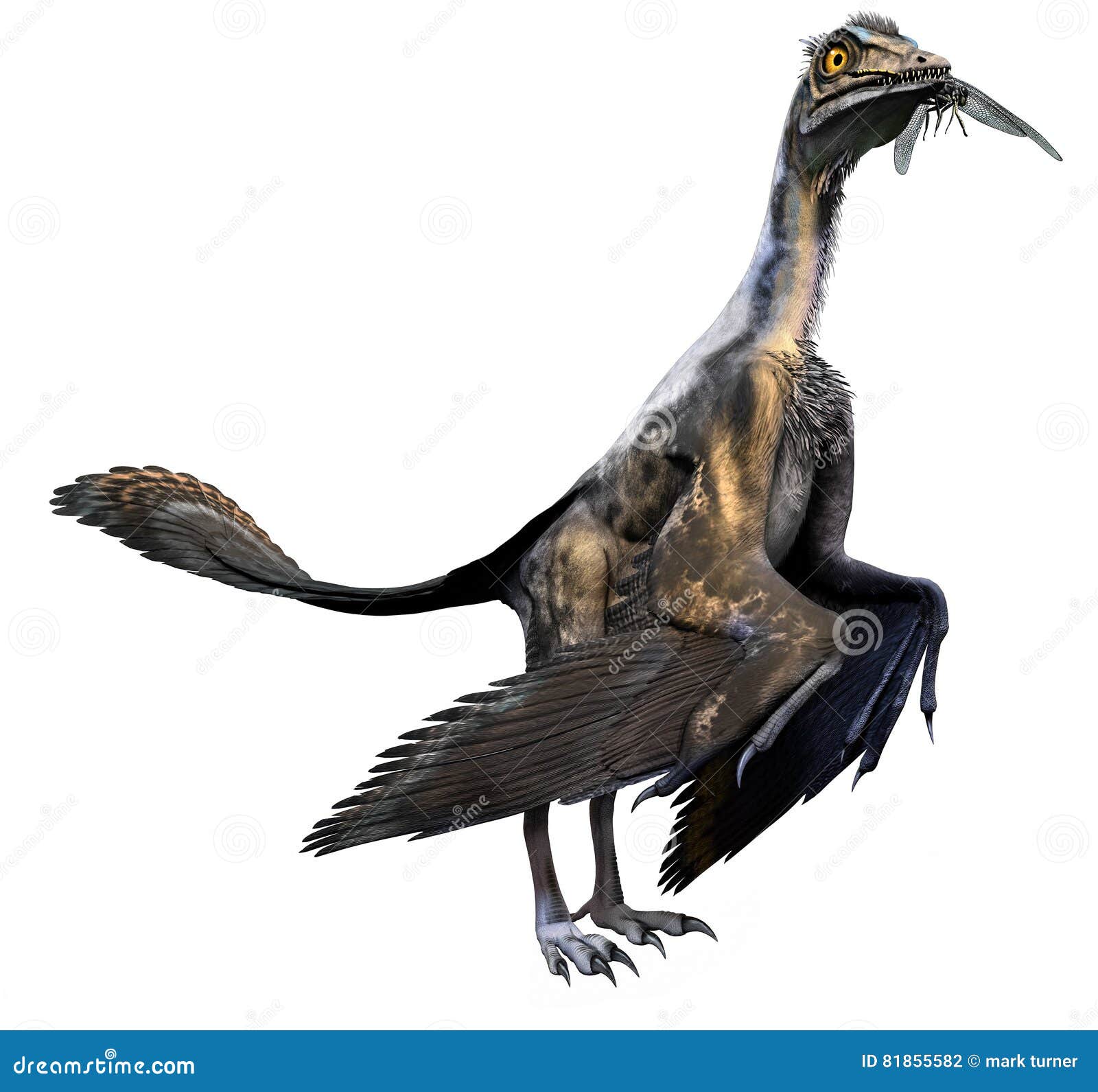 始祖鸟化石的插画图片素材_ID:369492807-Veer图库