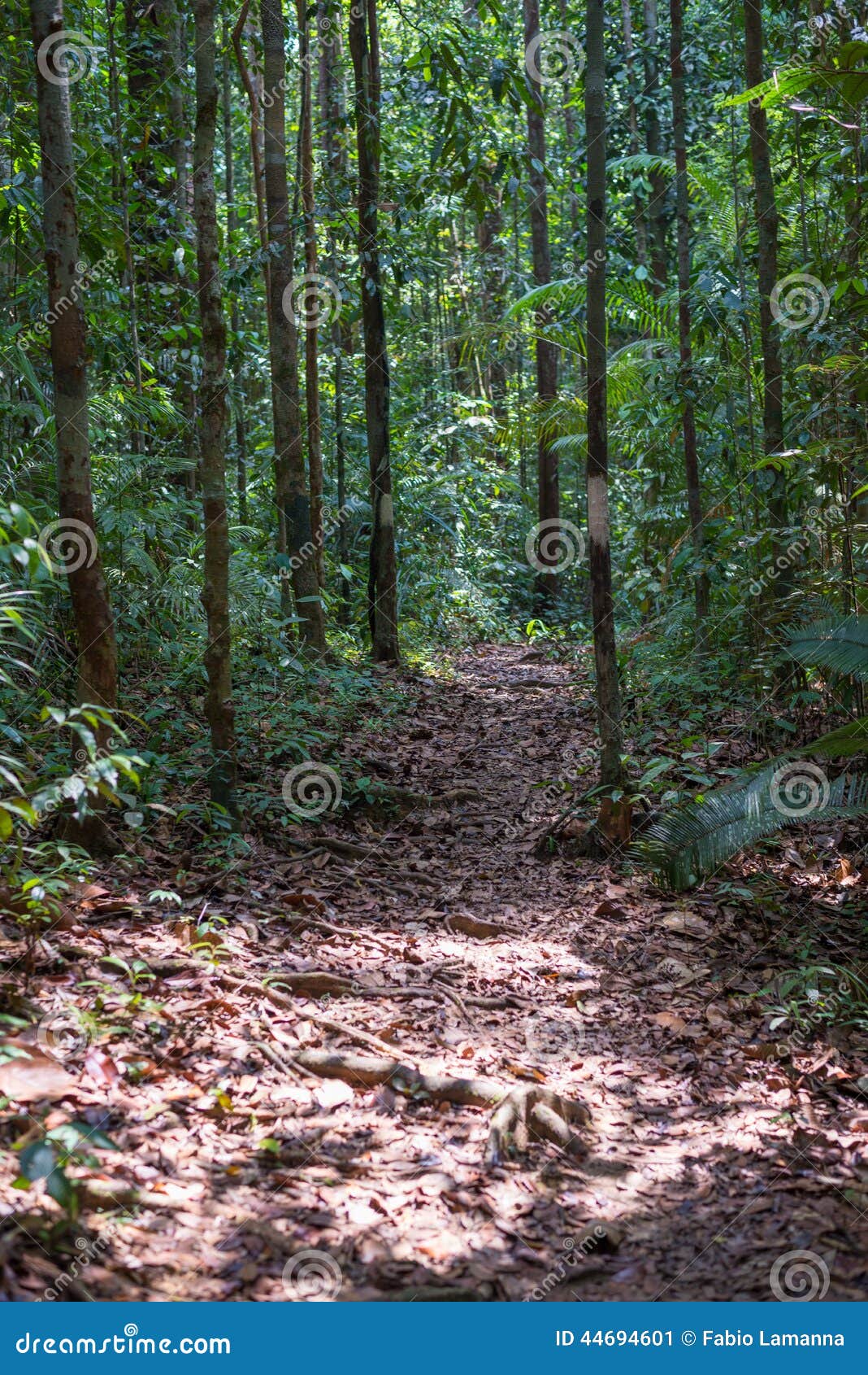 婆罗洲的雨林 库存照片. 图片 包括有 密林, 自然, 本质, 马来西亚, 聚会所, 森林, 东部, 海岛 - 53898508
