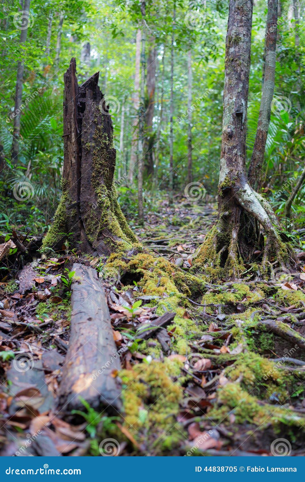 婆罗洲热带雨林 库存照片. 图片 包括有 绿色, 通配, 国家, 野生性, 工厂, 热带, 测试, 叶子 - 80095802