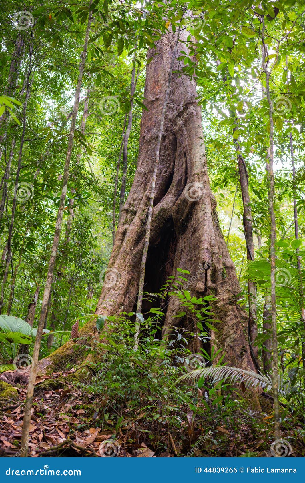 婆罗洲雨林旅馆 (丹浓谷自然保护区) - Borneo Rainforest Lodge, Danum Valley Conservation Area - 36条旅客点评