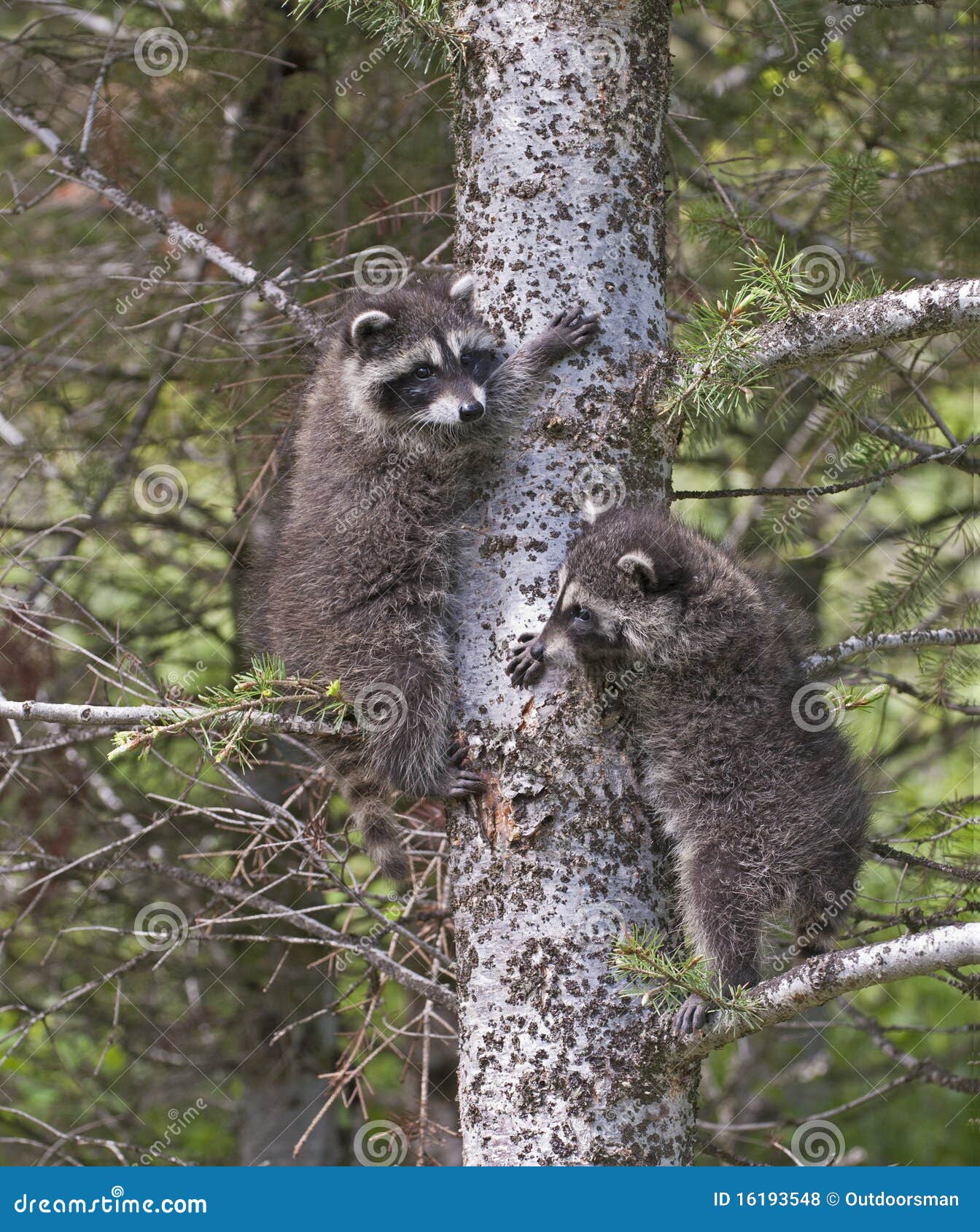 婴孩上升的浣熊结构树. 浣熊结构树二年轻人