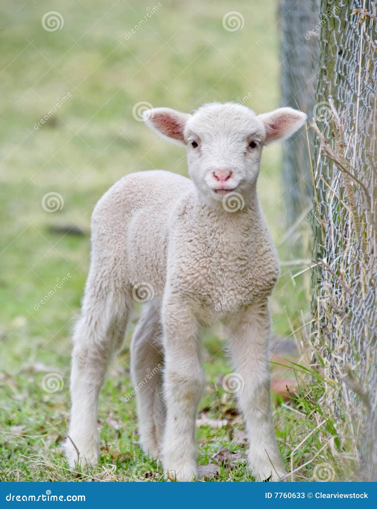 婴孩逗人喜爱的羊羔. 婴孩逗人喜爱的农厂极大的图象羊羔