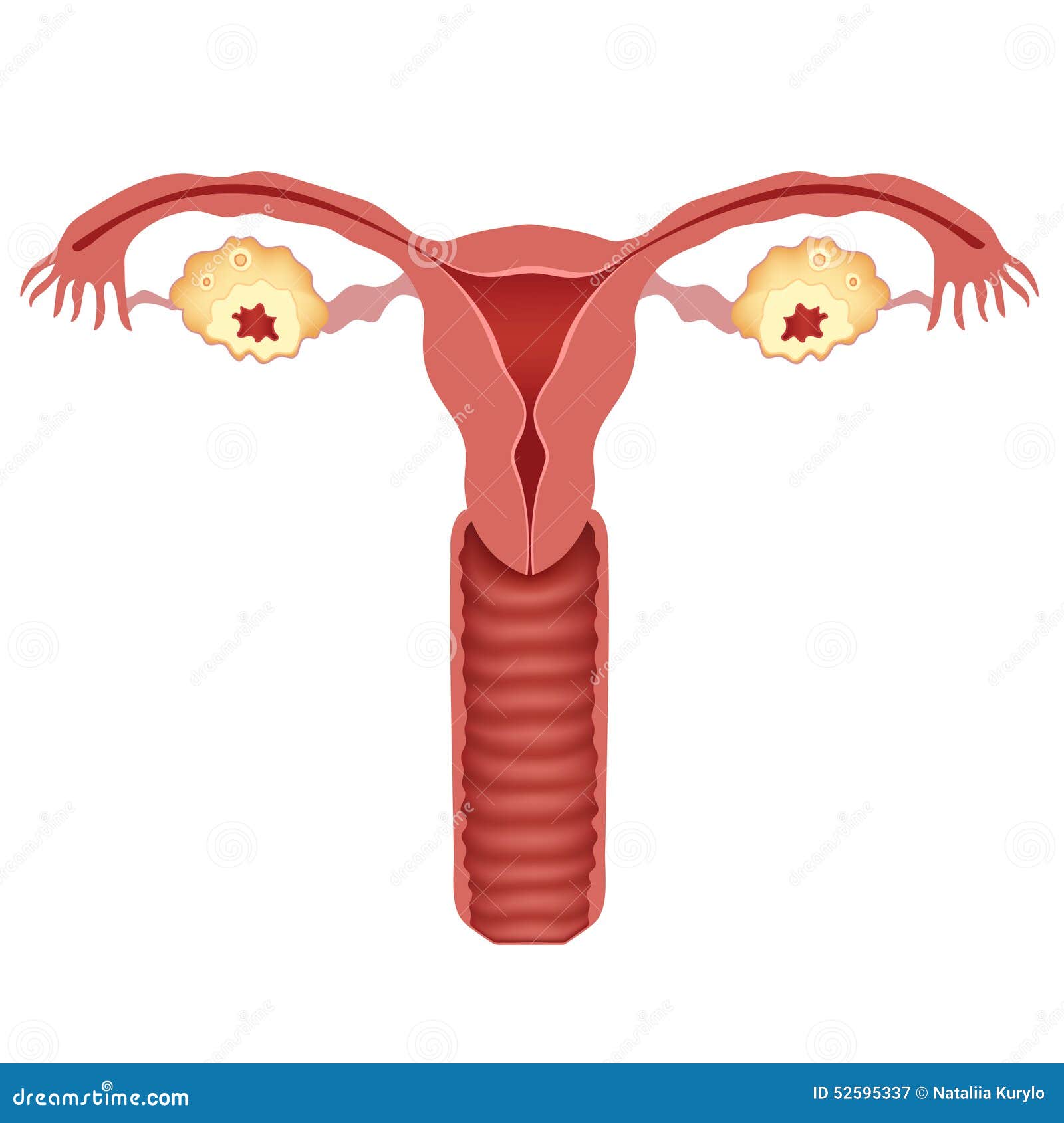 子宫卵巢图片位置图-图库-五毛网