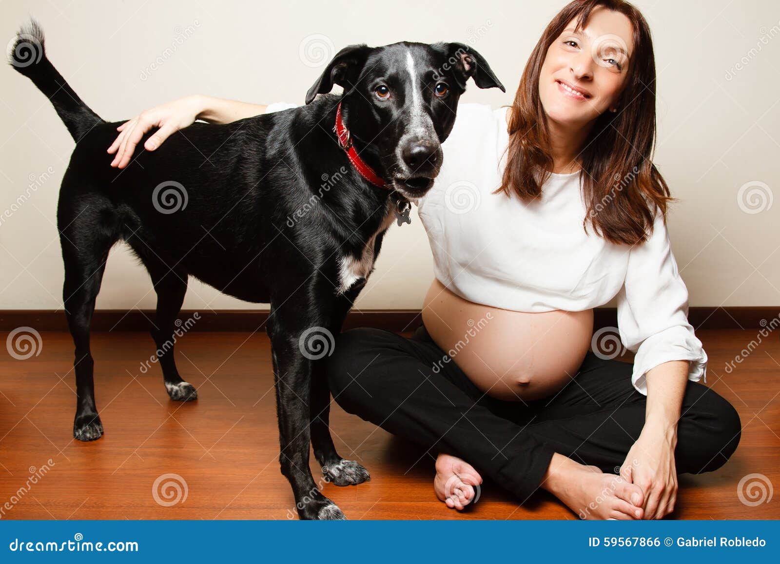 狗狗懷孕有什麼特徵以及該注意哪些事項？|搖滾尾巴