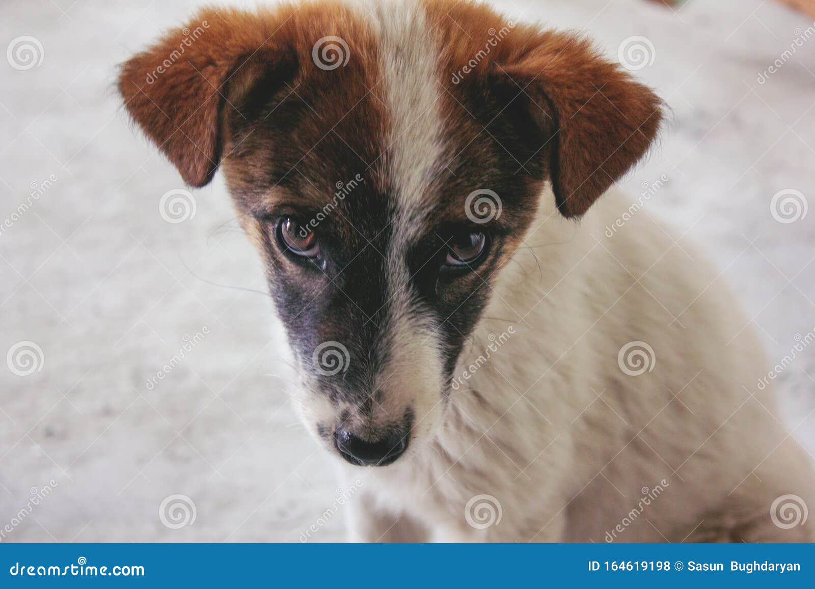 100 多张免费的“孤独的狗”和“孤独”照片 - Pixabay
