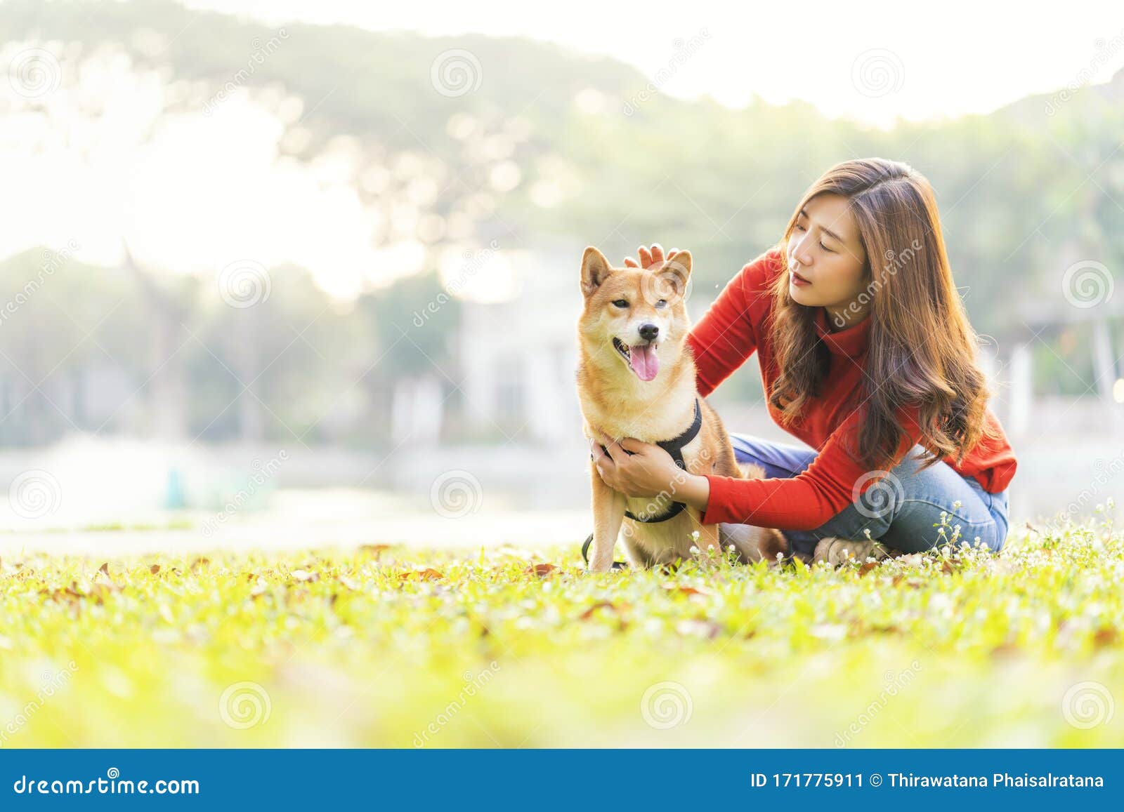 一个女人在阳光明媚的秋天公园里牵着西施犬散步照片摄影图片_ID:394016242-Veer图库