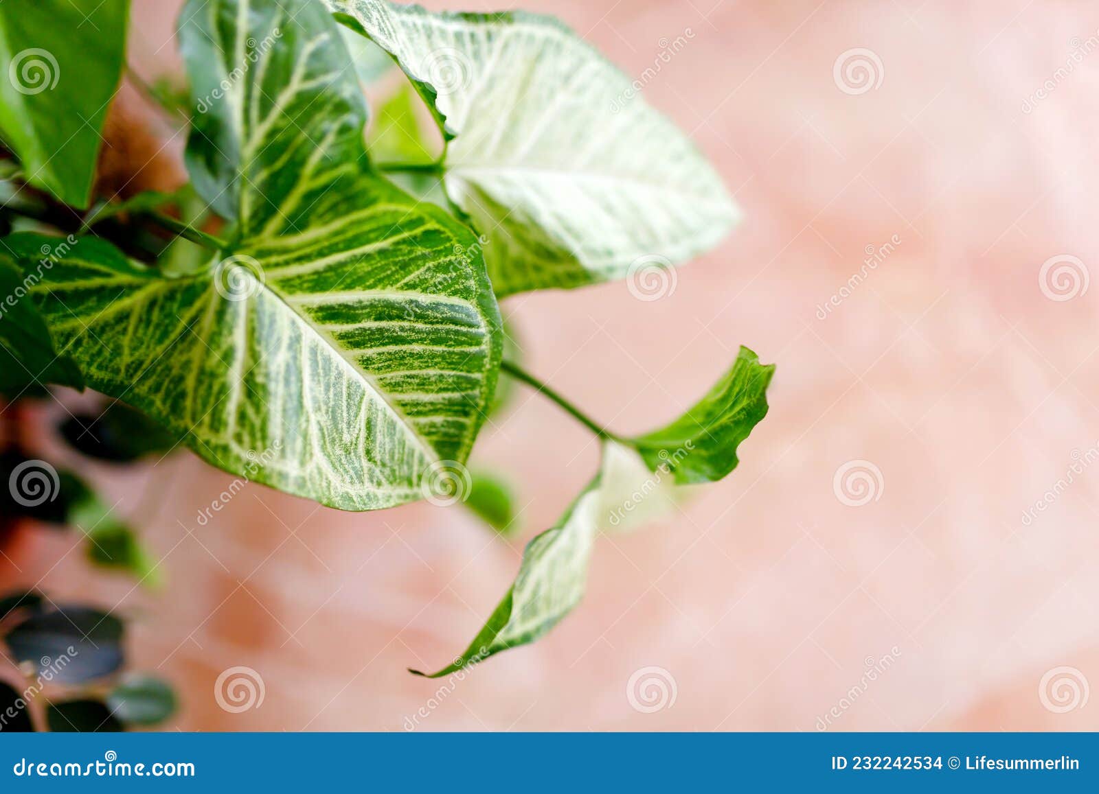 会“吸烟”的盆栽，有了它将大大净化室内空气__凤凰网