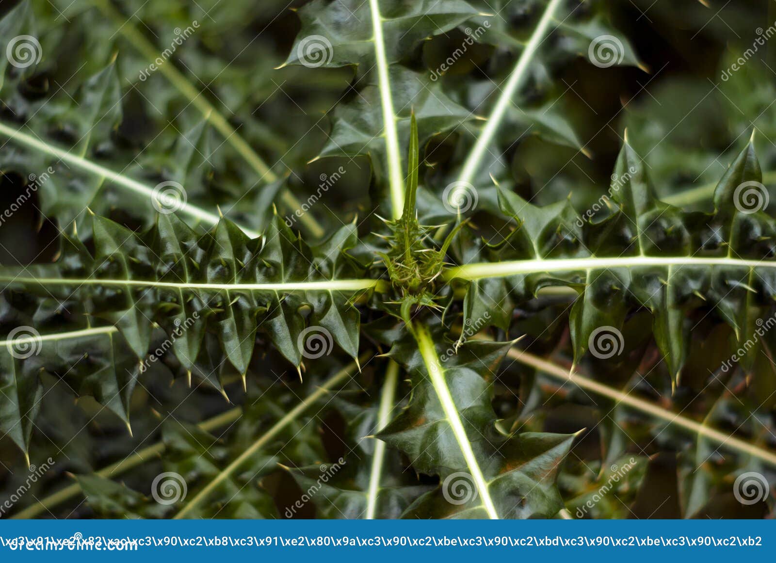 植物刺的类型及作用