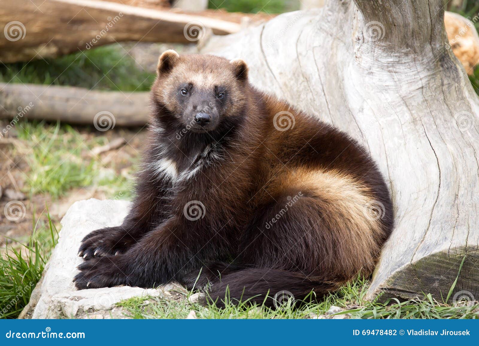 狼獾：西伯利亚森林里不知疲觉的流浪者