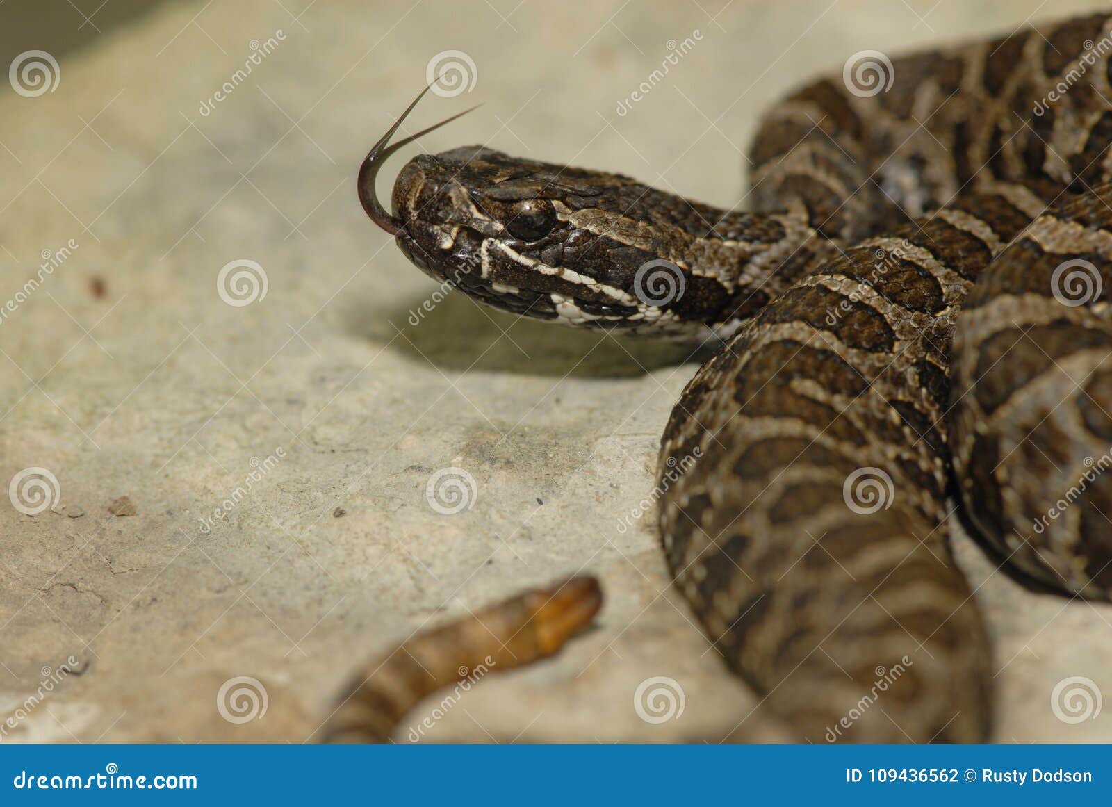响尾蛇 库存图片. 图片 包括有 蛇蝎, 吵闹声, 沙漠, 绿色, 莫哈韦沙漠, 响尾蛇, 有毒, 危险 - 76911187