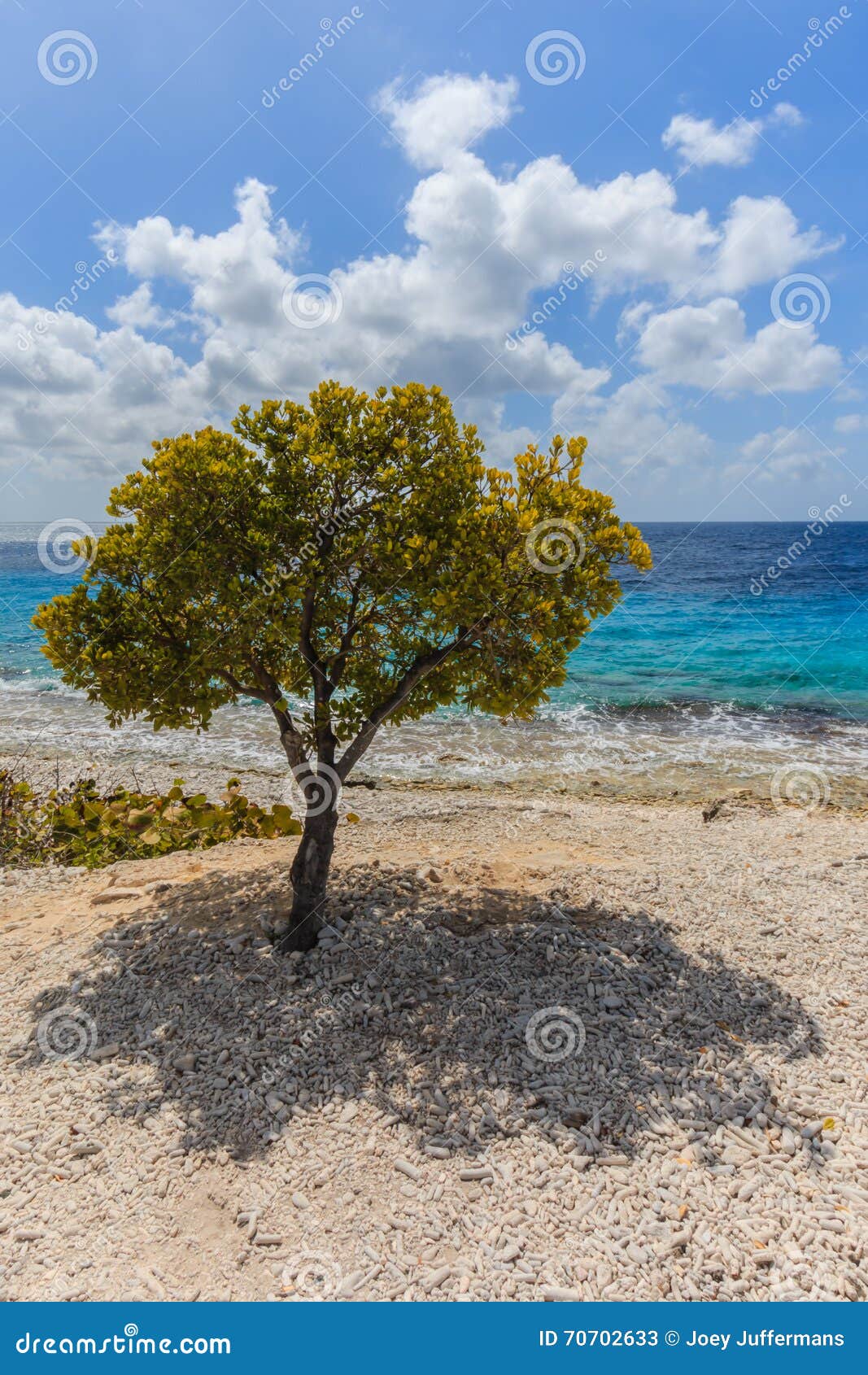小山一结构树. 博内尔岛， Tolo (BES) -下潜站点在博内尔岛的北部