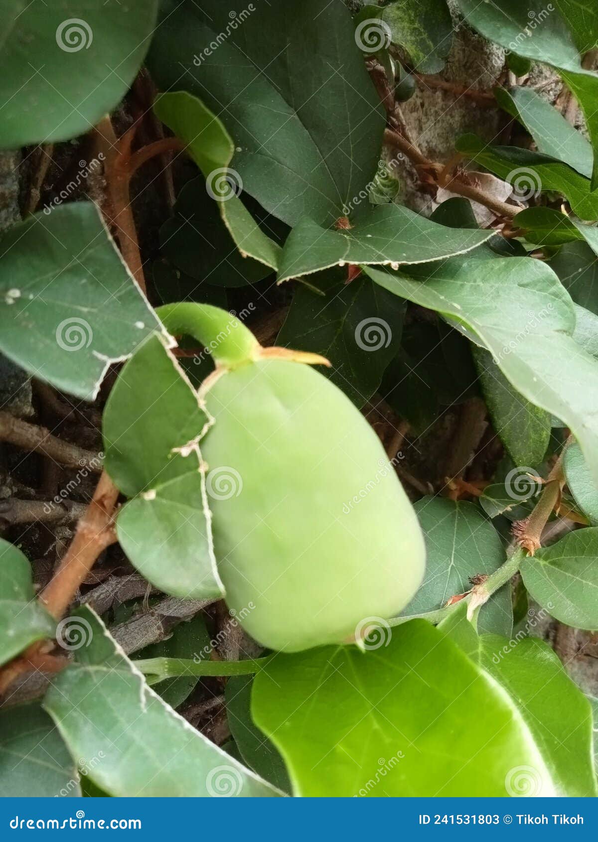 榕属religiosa或Peepal水果树 库存照片. 图片 包括有 考虑, 知道, 果子, 印第安语, 宗教 - 56255224