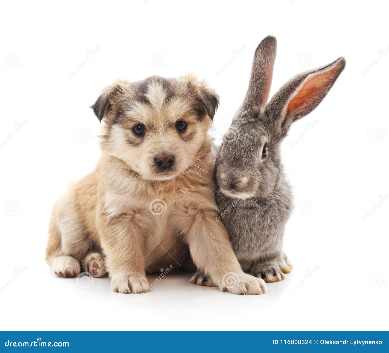 可爱的白兔和小狗电脑壁纸桌面-壁纸下载-www.pp3.cn