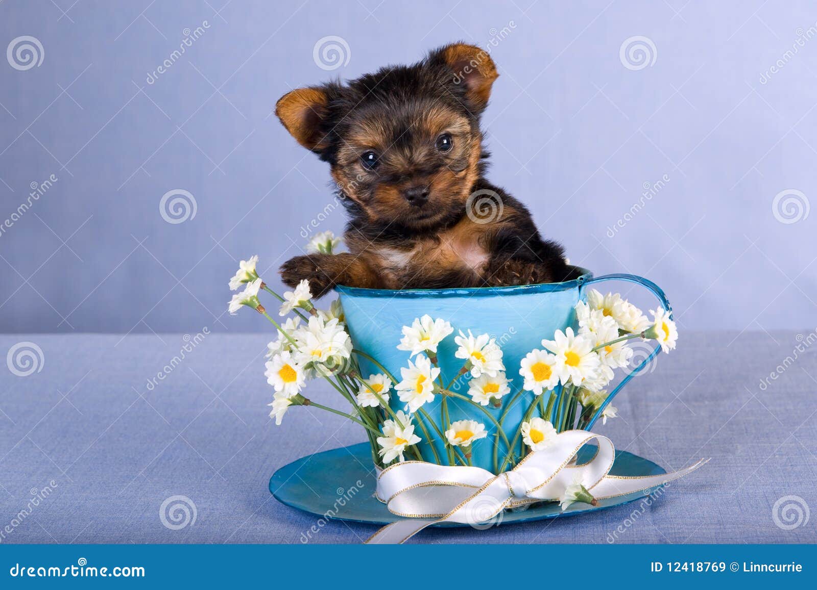 【1366x768】可爱茶杯犬桌面背景图片 - 彼岸桌面
