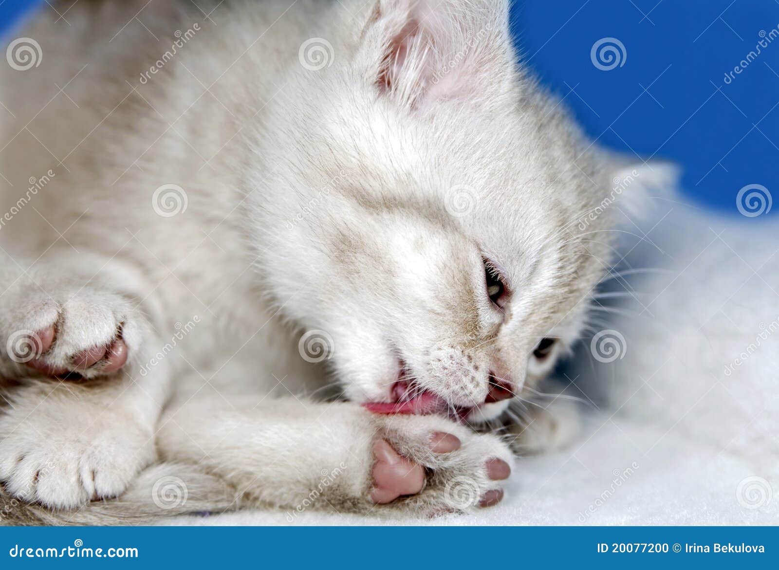 可爱的流浪猫舔爪子高清摄影大图-千库网