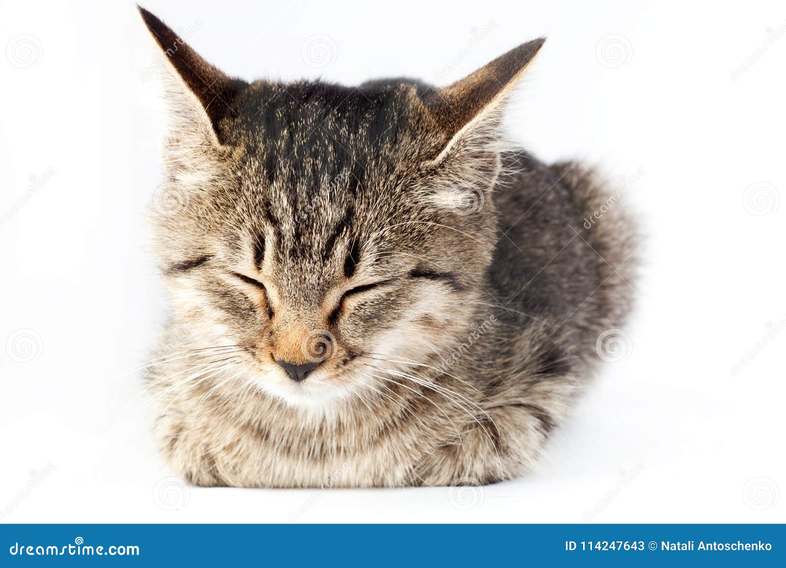 可爱的小猫小猫在盒子里可爱的红小猫睡觉插画图片素材_ID:371732478-Veer图库