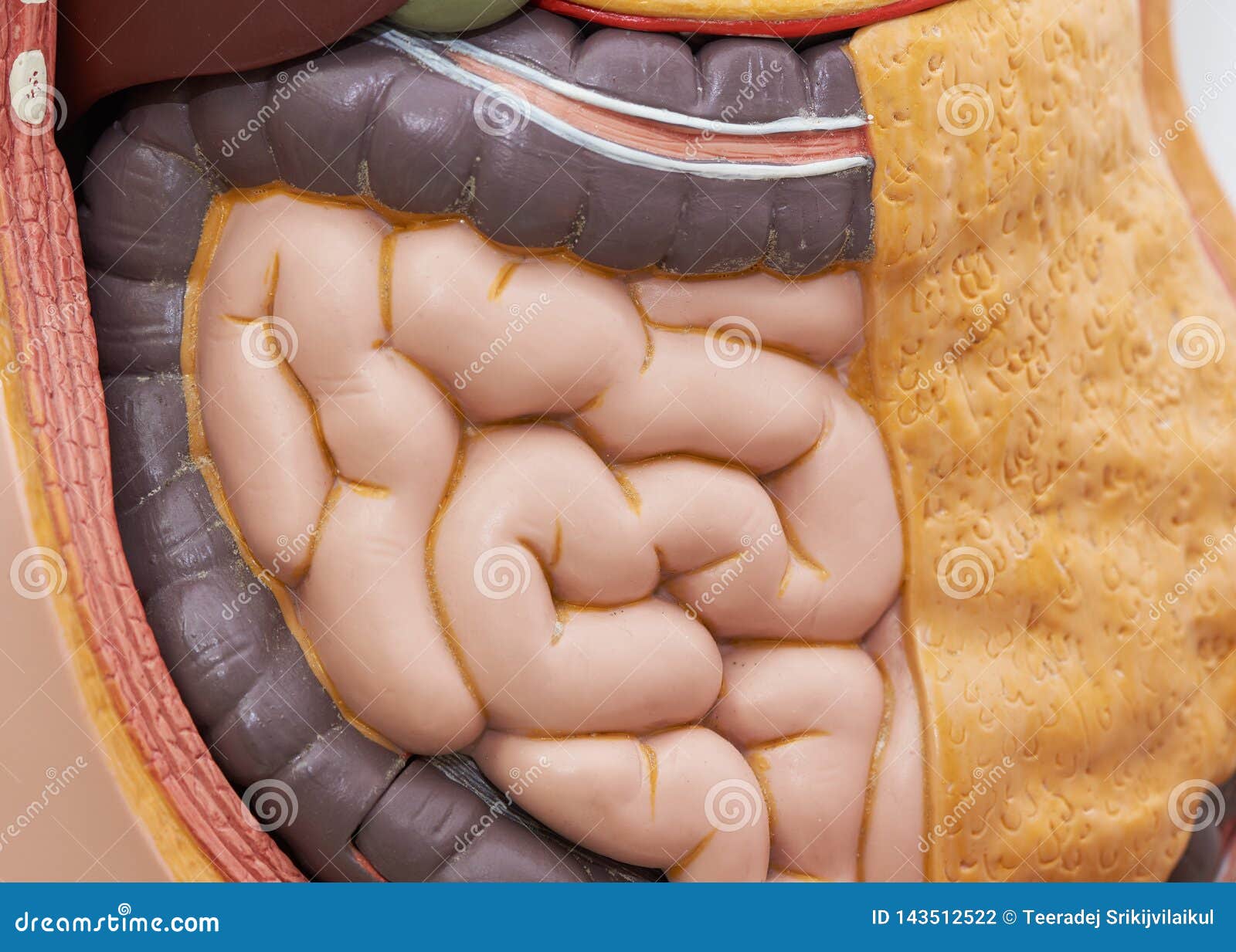 人体消化系统大小肠解剖照片摄影图片_ID:423785096-Veer图库