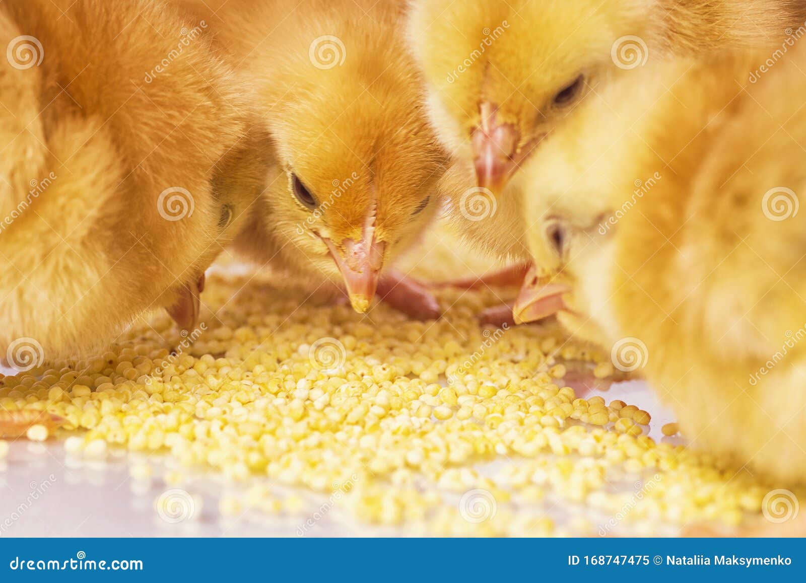 和幼：探秘小鸡最爱的食物-幼教 - 常州市天宁区教师发展中心