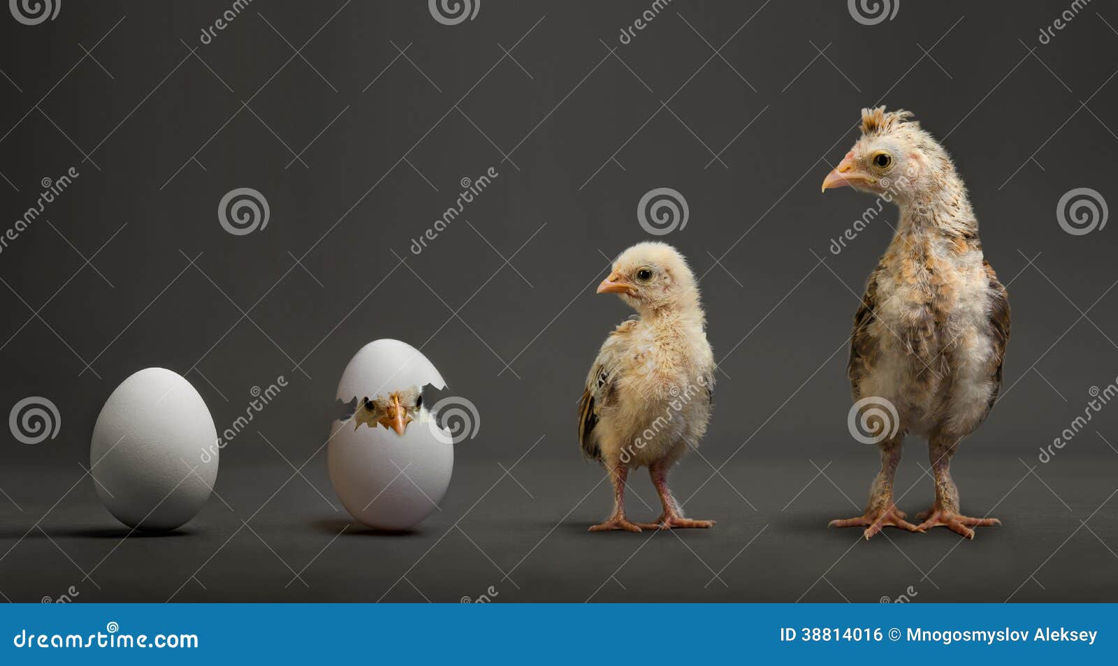 从鸡蛋到小鸡的孵化全过程，生命的延续_哔哩哔哩_bilibili