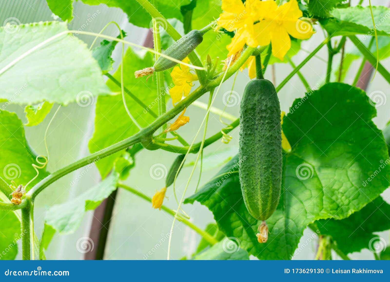 幼嫩的黄瓜芽. 黄瓜植株 库存照片. 图片 包括有 生长, 地产, 尘土, 生态, 生活, 农场, 背包 - 248978398