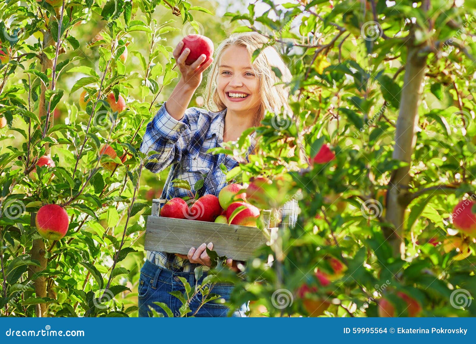 一个小女孩在果园的树上摘苹果照片摄影图片_ID:141457088-Veer图库