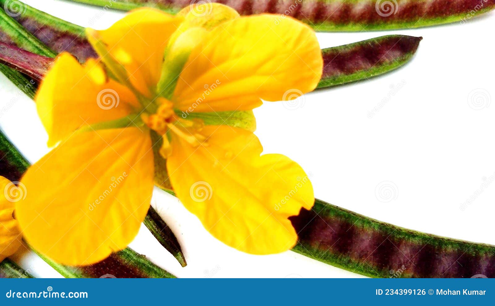 臭节草-神农架植物-图片