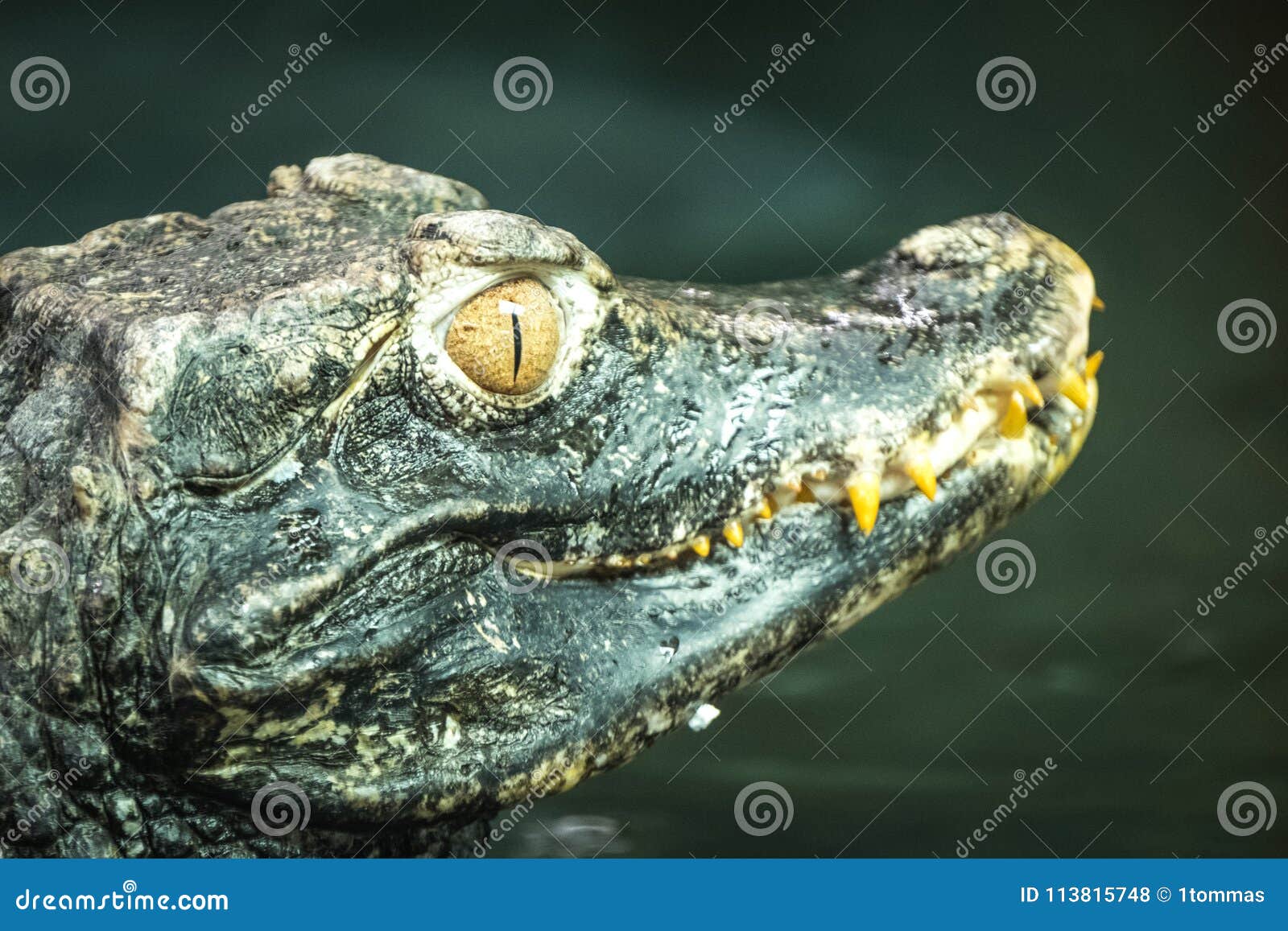 特写镜头顶头凯门鳄鳄鱼 库存图片. 图片 包括有 粗砺, 下颌, 特写镜头, 鳞状, 眼睛, 危险, 食肉动物 - 76057563
