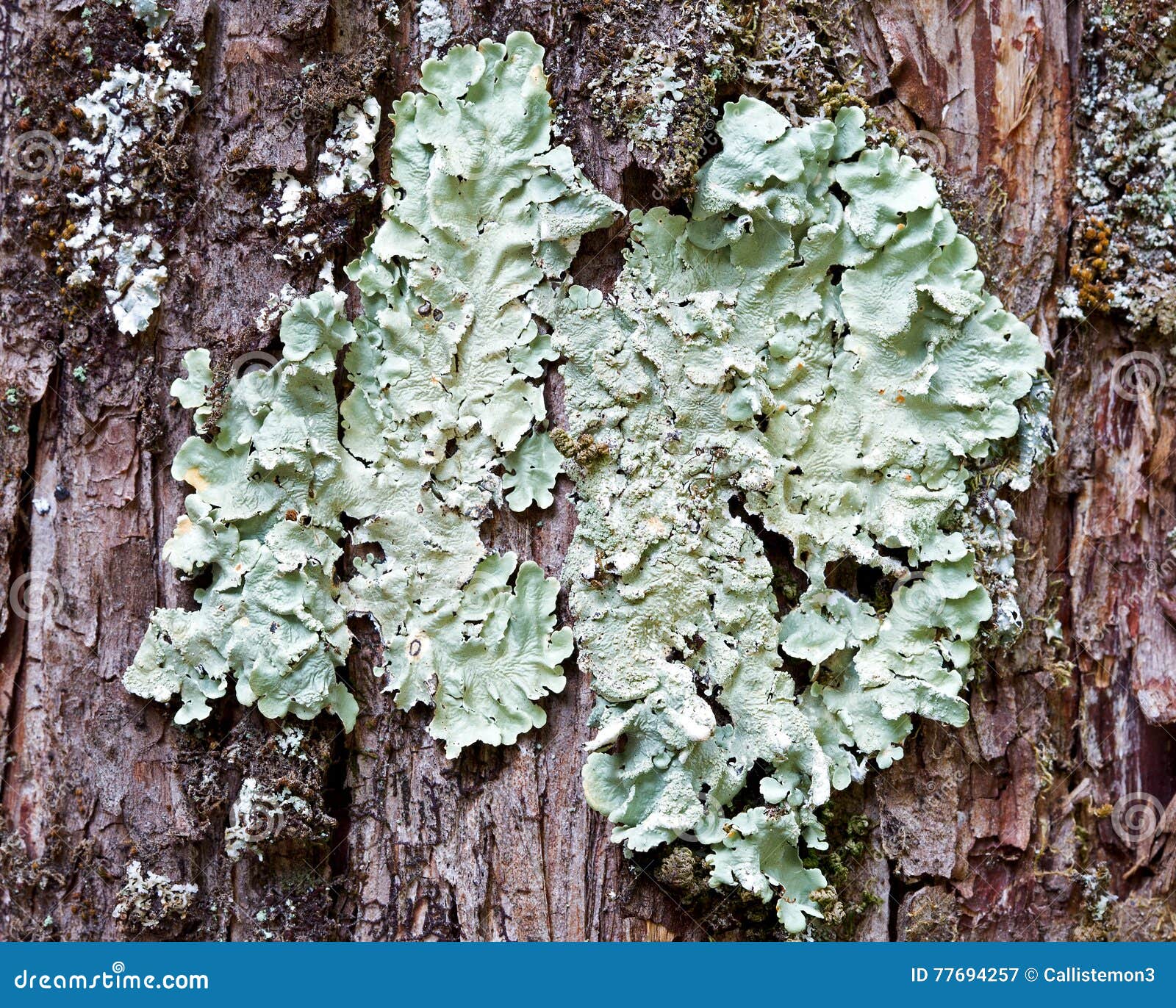 超过 3 张关于“Lichens On Log”和“地衣”的免费图片 - Pixabay
