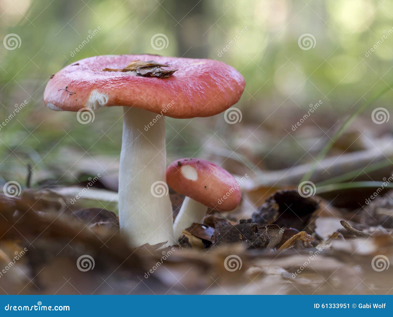 红色红茹属蘑菇 库存照片. 图片 包括有 红色, 生长, 工厂, 森林, 横向, 夏天, 蔬菜, 夏令时 - 37854484