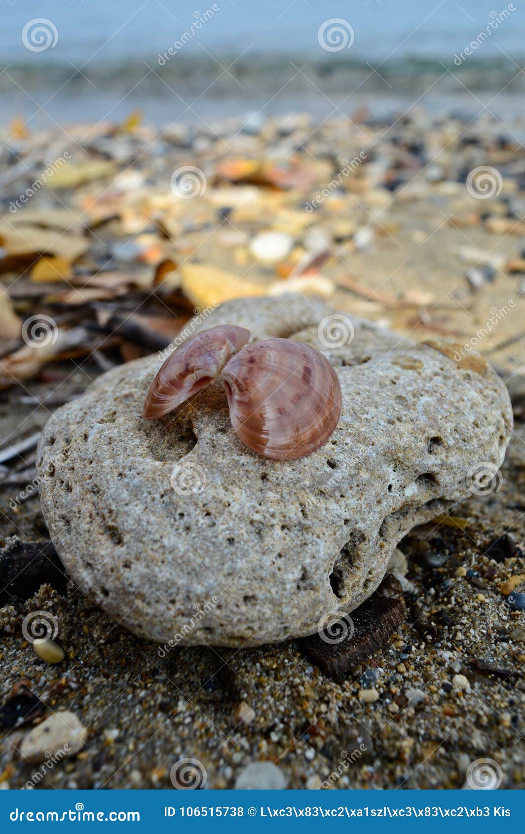 岩石和壳在海滩科孚岛. 一个岩石的特写镜头宏观图片与壳的对此在科孚岛海滩